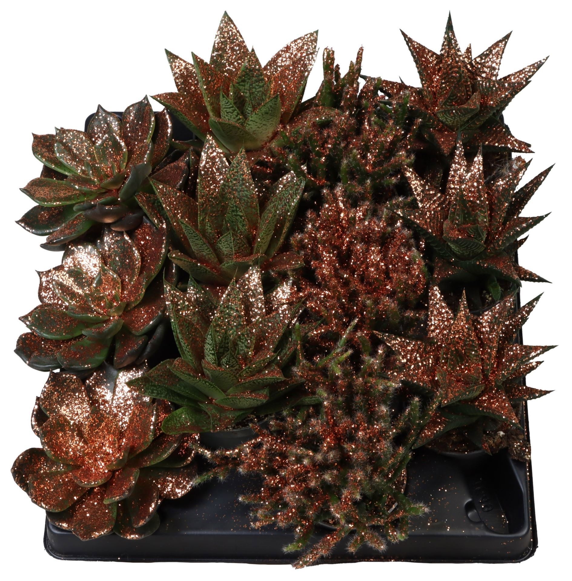 Succulent Mix Bronze Glitter, D 6 cm