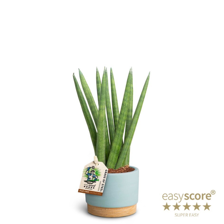 SANSEVIERIA CYLINDRICA 40631687 WB Sky Spaghetti, D 7 cm