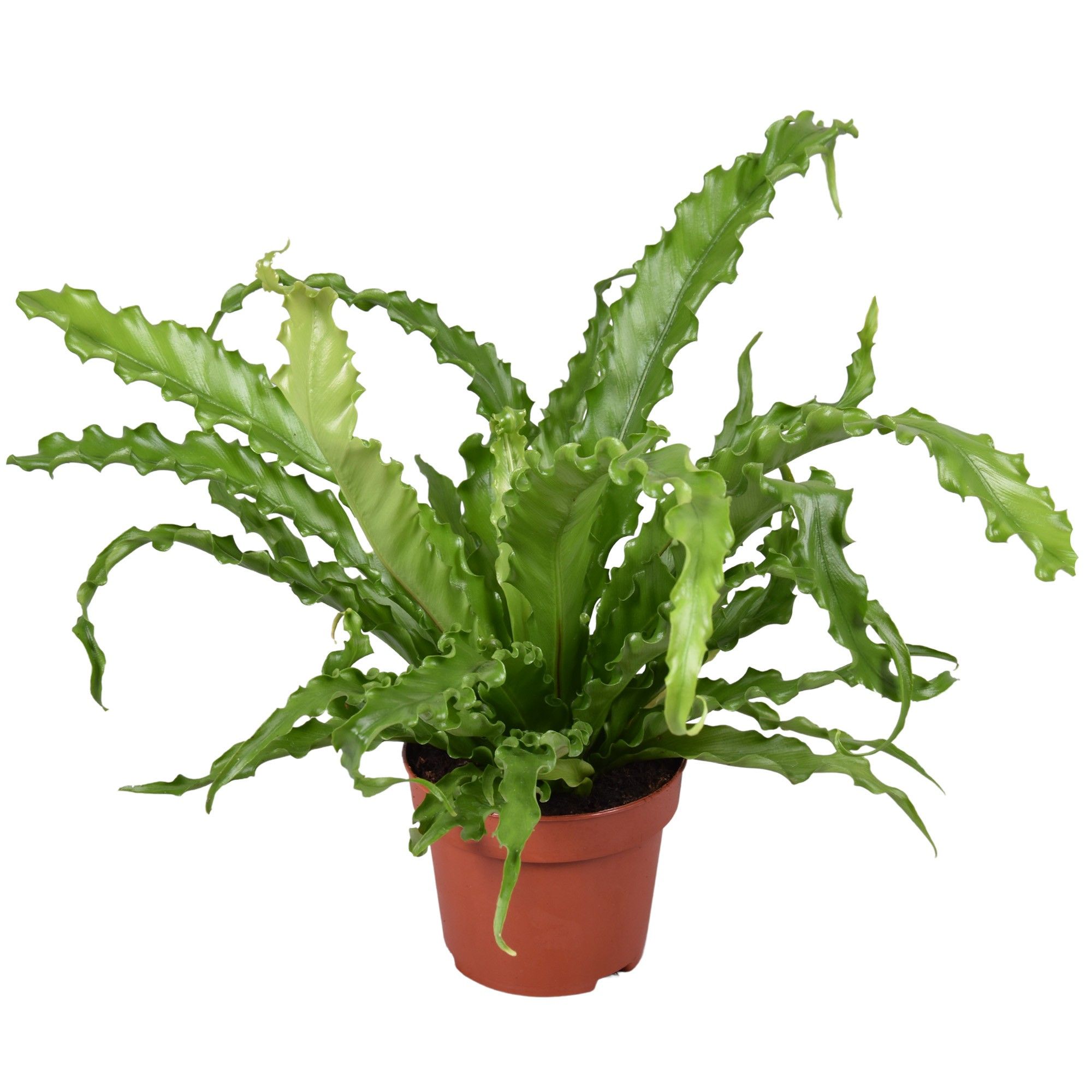 Asplenium Osaka, D 12