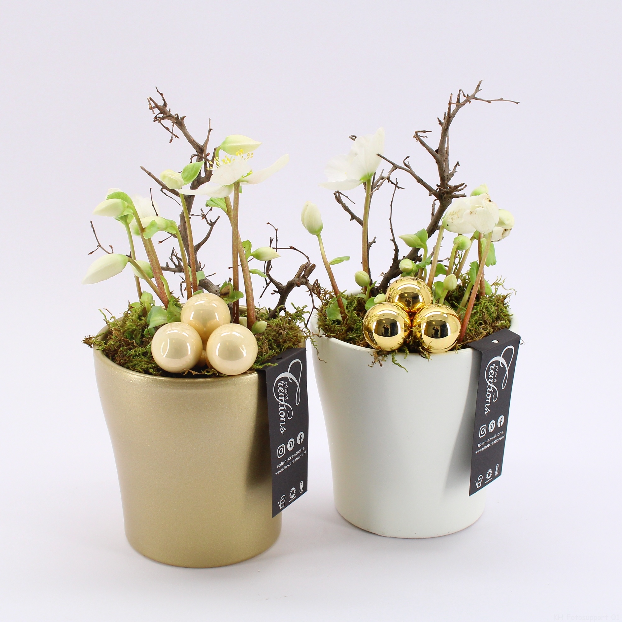 NHCR-2518M Verboom Helleborus, D 14 cm