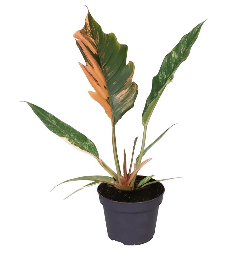 PHILODENDRON-HYBRID 'CARAMEL MARBLE', D 12 cm