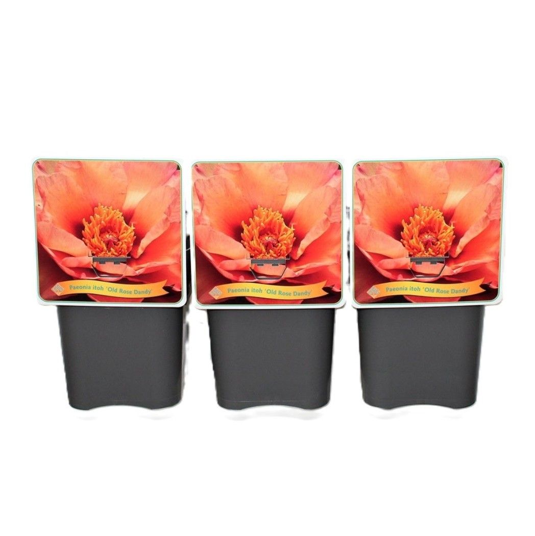 Paeonia Itoh 'Old Rose Dandy' C5, D 21 cm