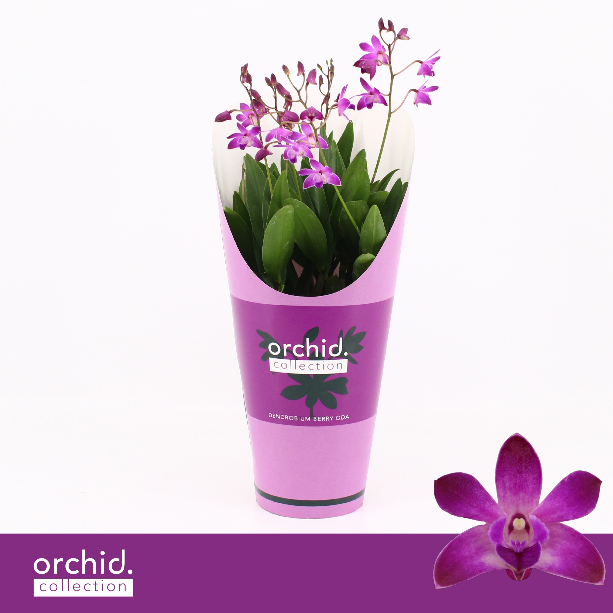Dendrobium, Berry Oda 4+ spike 'Orchid Collection' Potcover, D 12