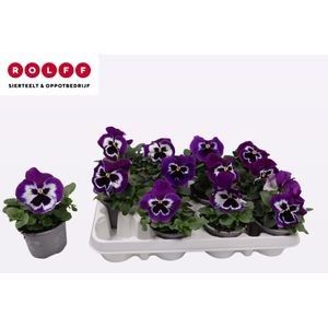 Viola Violet Face, D 9