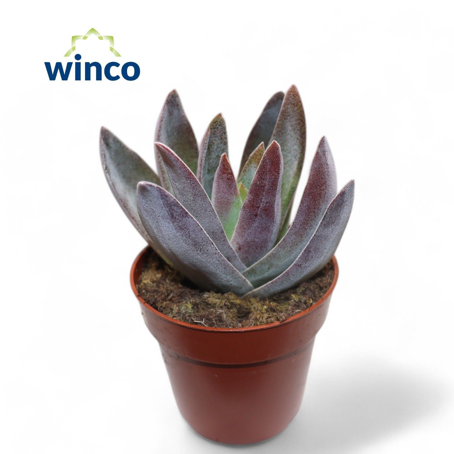 Crassula Garnet Lotus, D 8,5