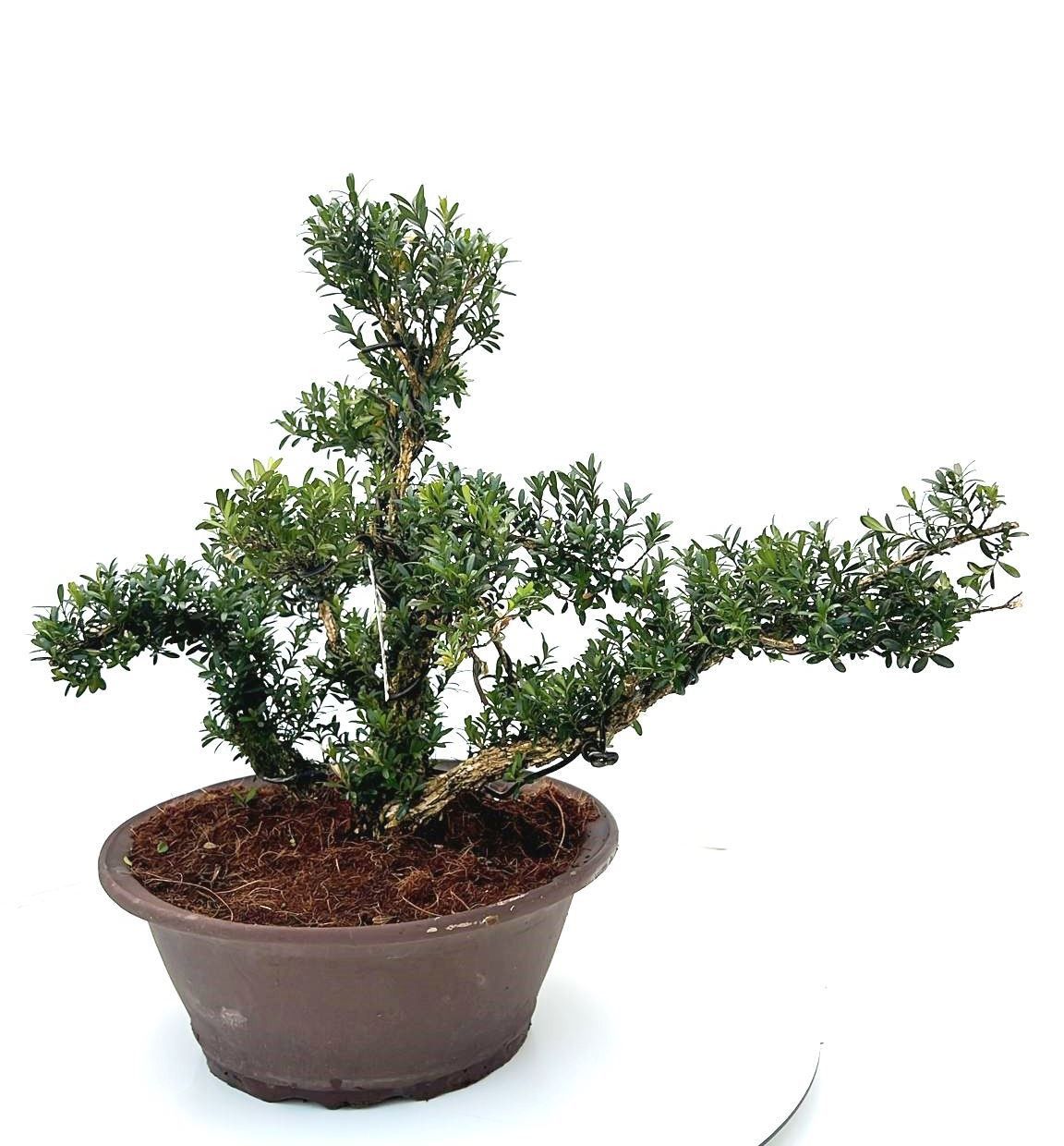 buxus harlandii, pot 30 cm shape., D 30 cm