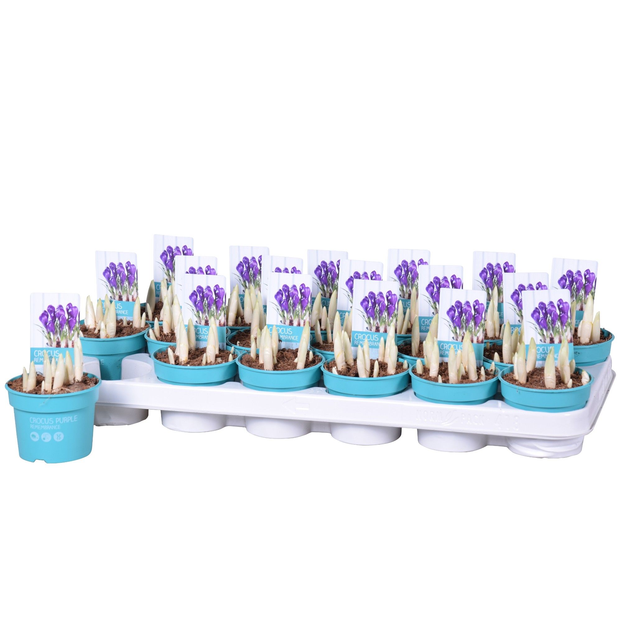 Crocus Remembrance 'Diamond Collection', D 9