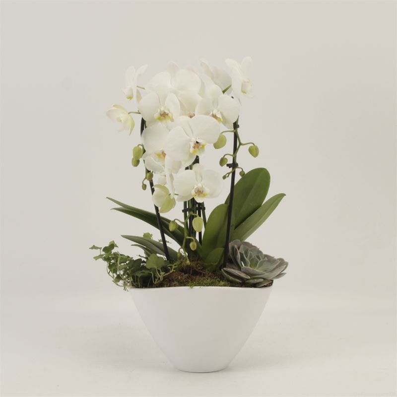 Phalaenopsis Elegant Cascade Schaal Veronica wit triboga wit arrangement, D 22