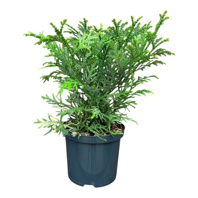 Thujopsis dolobrata, D 18 cm