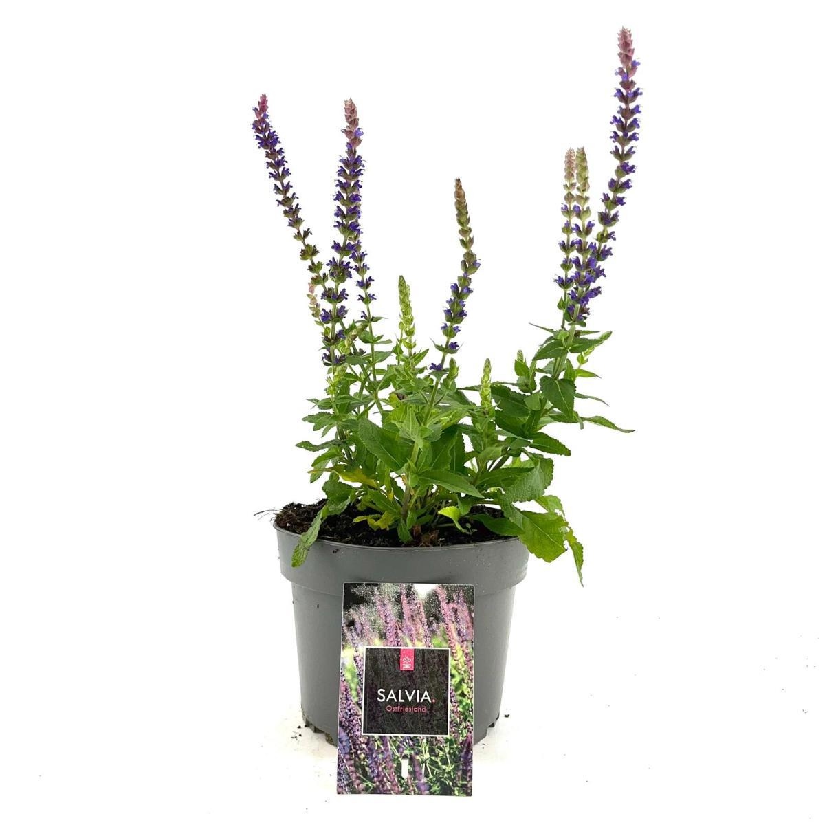 Salvia nem. 'Ostfriesland', D 17