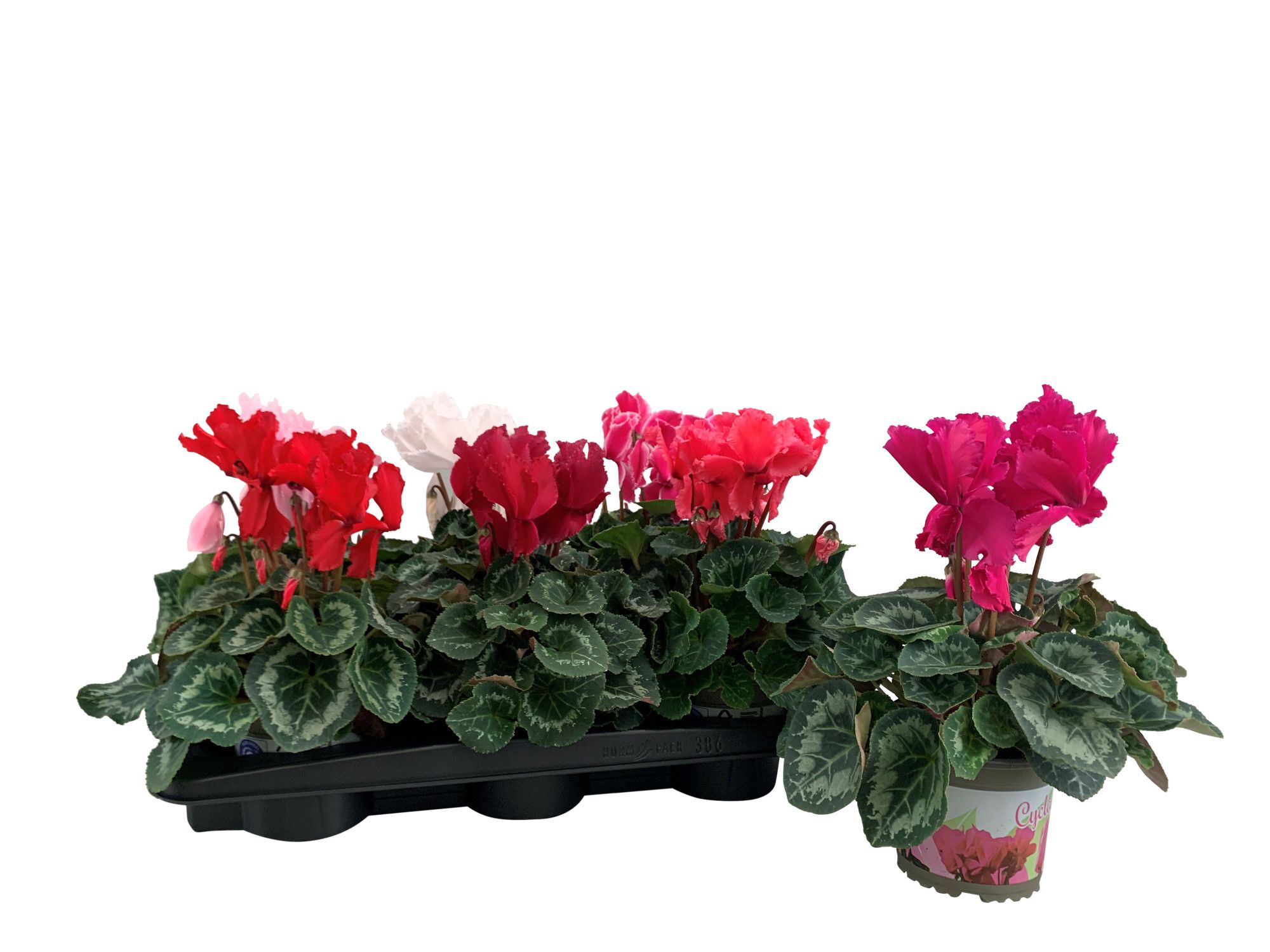 Cyclamen Halios Curly gefranjerd grootbloemig ø 30 - 32, D 13