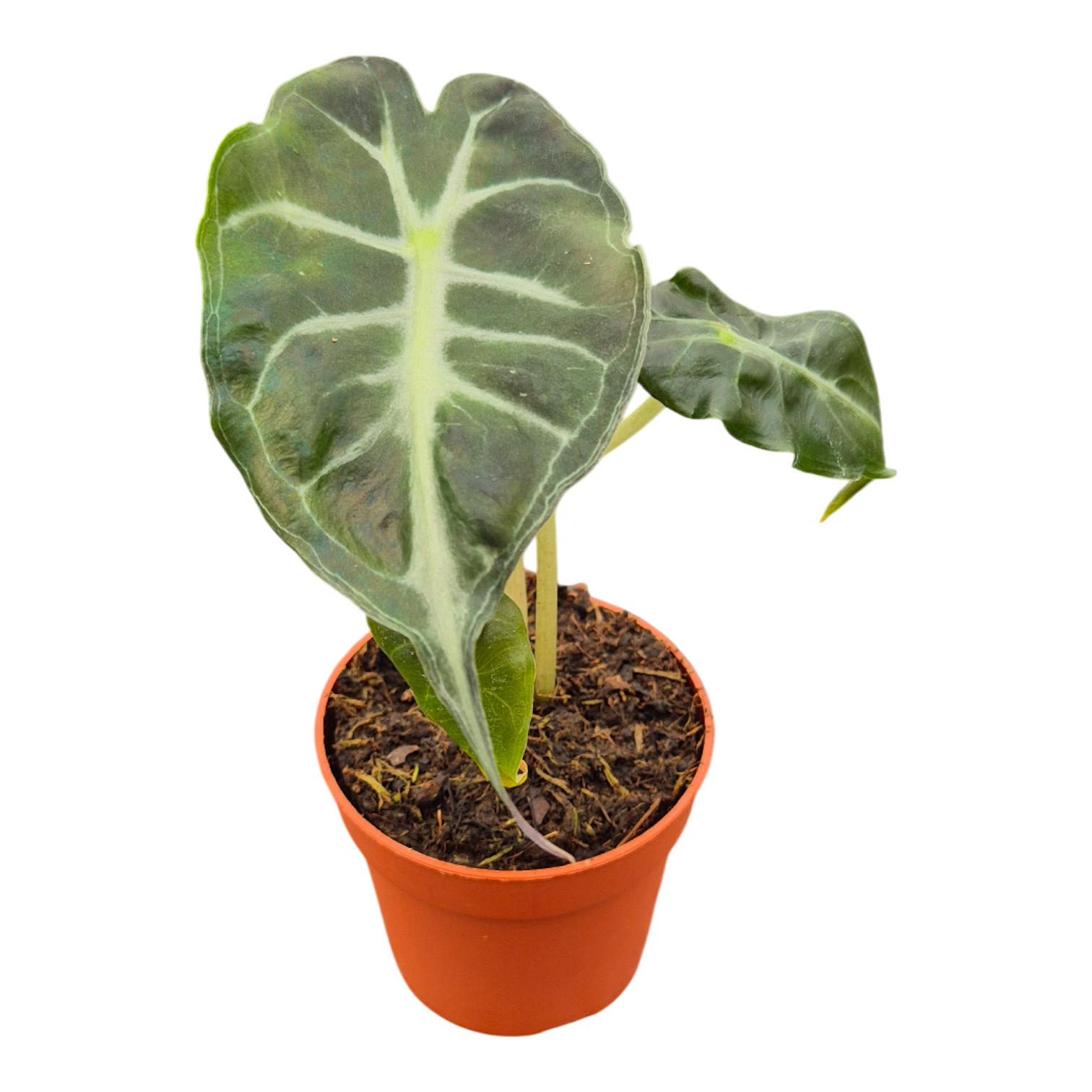 Alocasia Venom, D 7