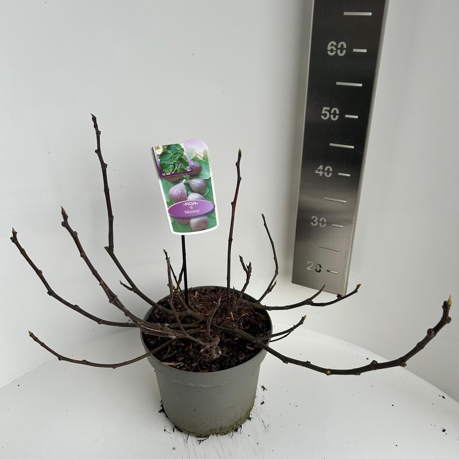 Ficus carica Morena, D 23