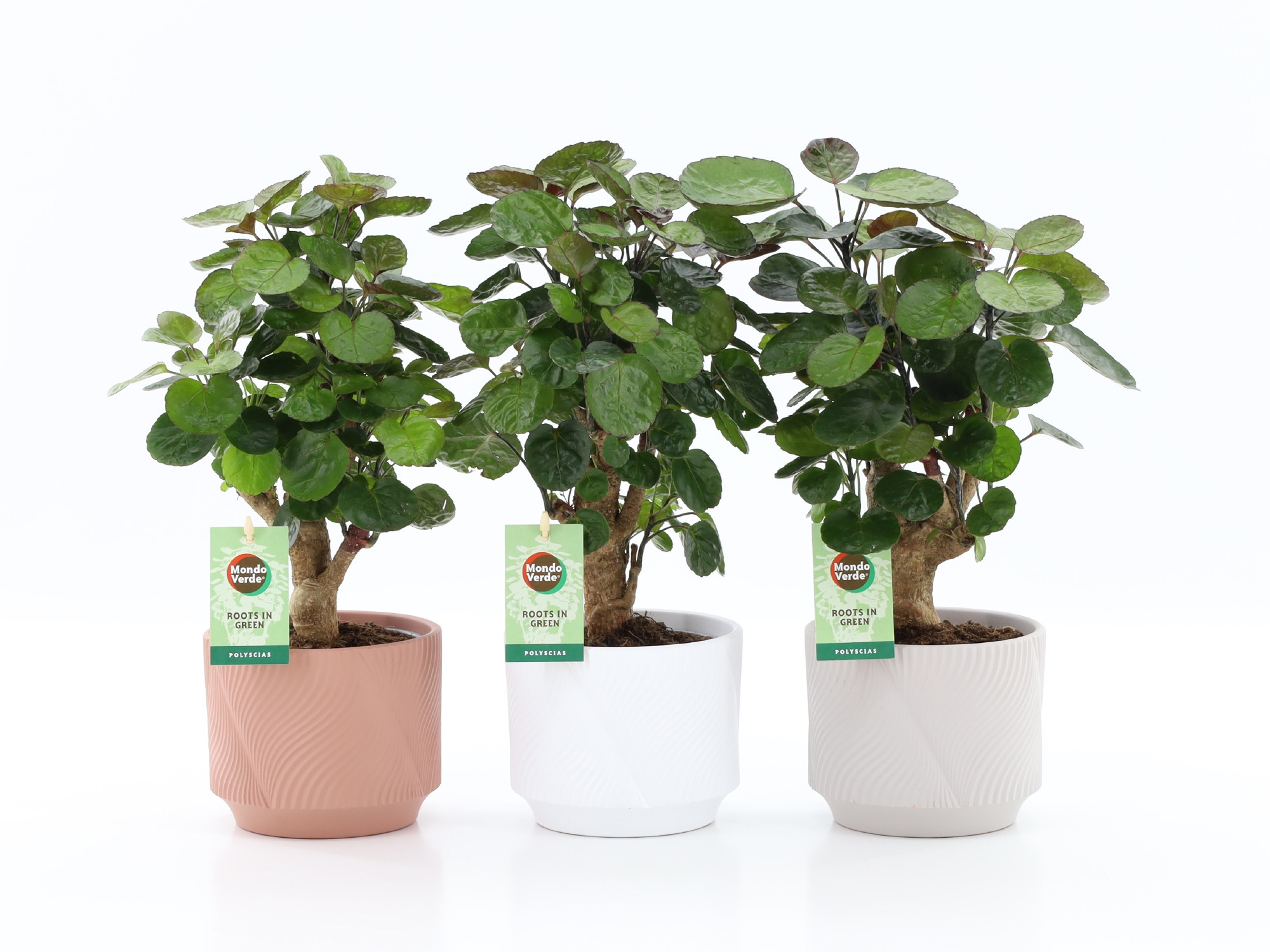 Polyscias Fabian in Rodena keramiek, D 13