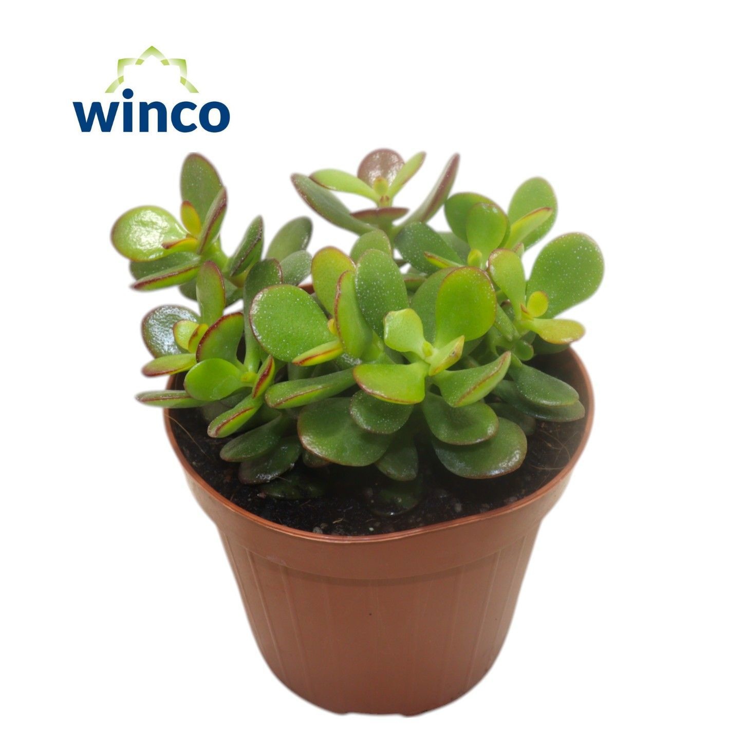 Crassula Minor, D 12