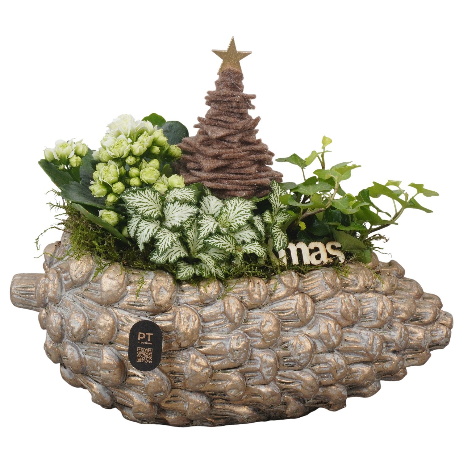 PTCHG4669 Arrangement Christmas Gold in beton pot, D 28