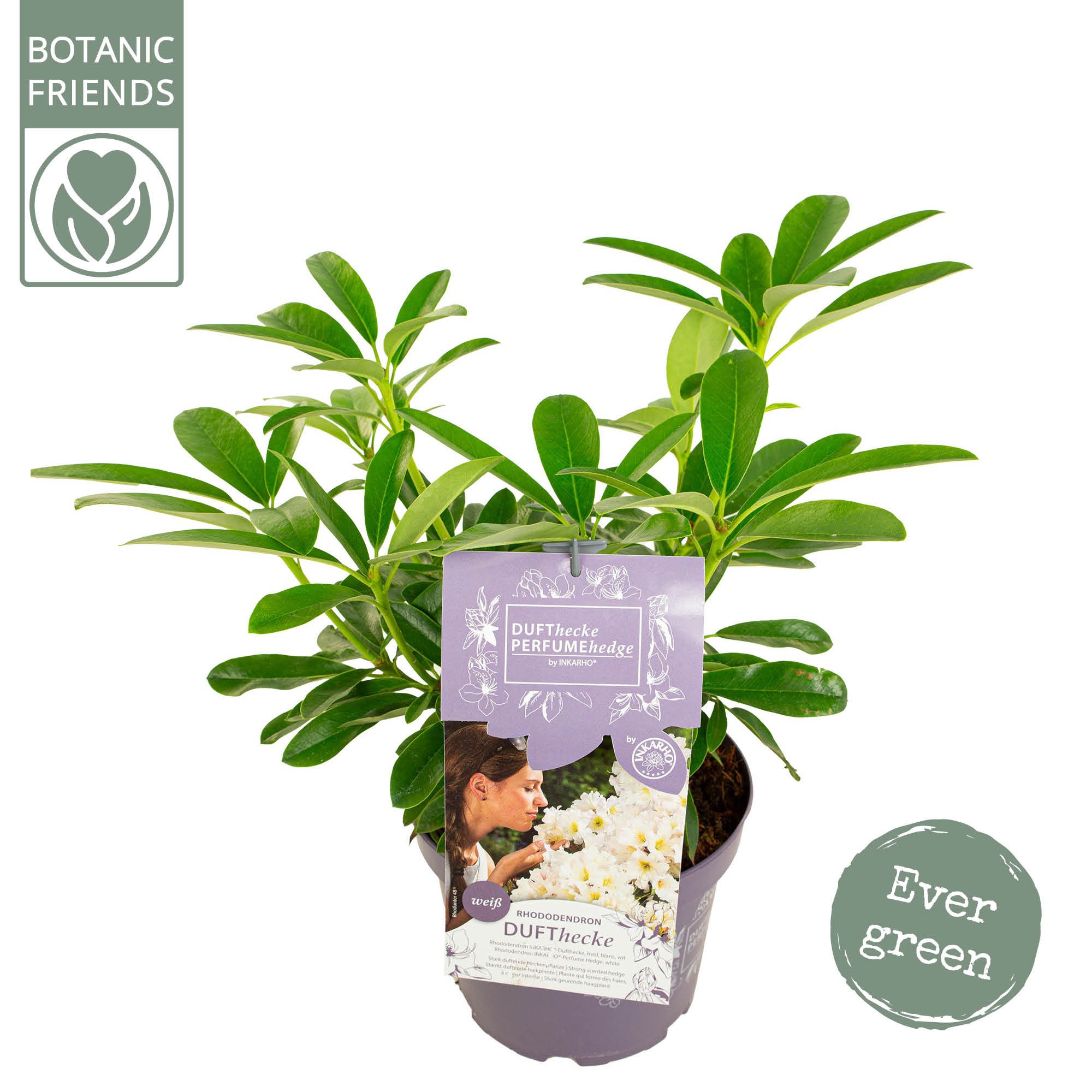 Rhododendron hybr. 'Inkarho'® 'Dufthecke White', D 23