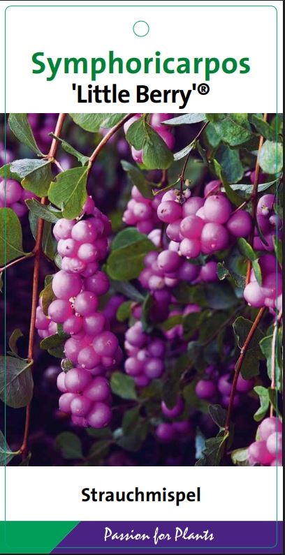 Symphoricarpos d. 'Little Berry' 50-60C7, D 25 cm