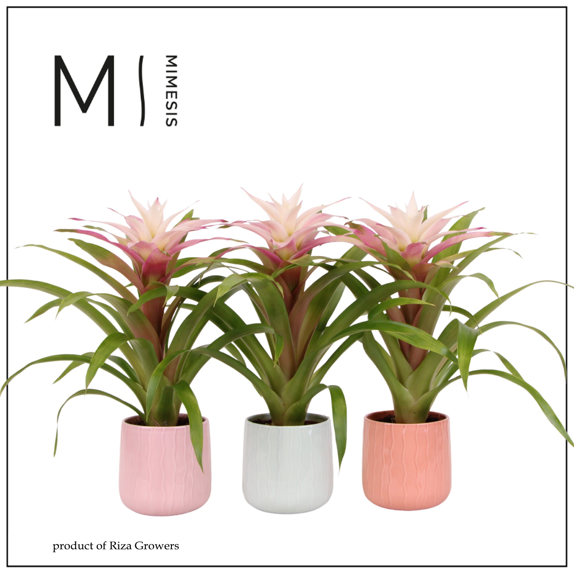 Guzmania Deseo Magical White - 12cm in Belize | Mimesis, D 12