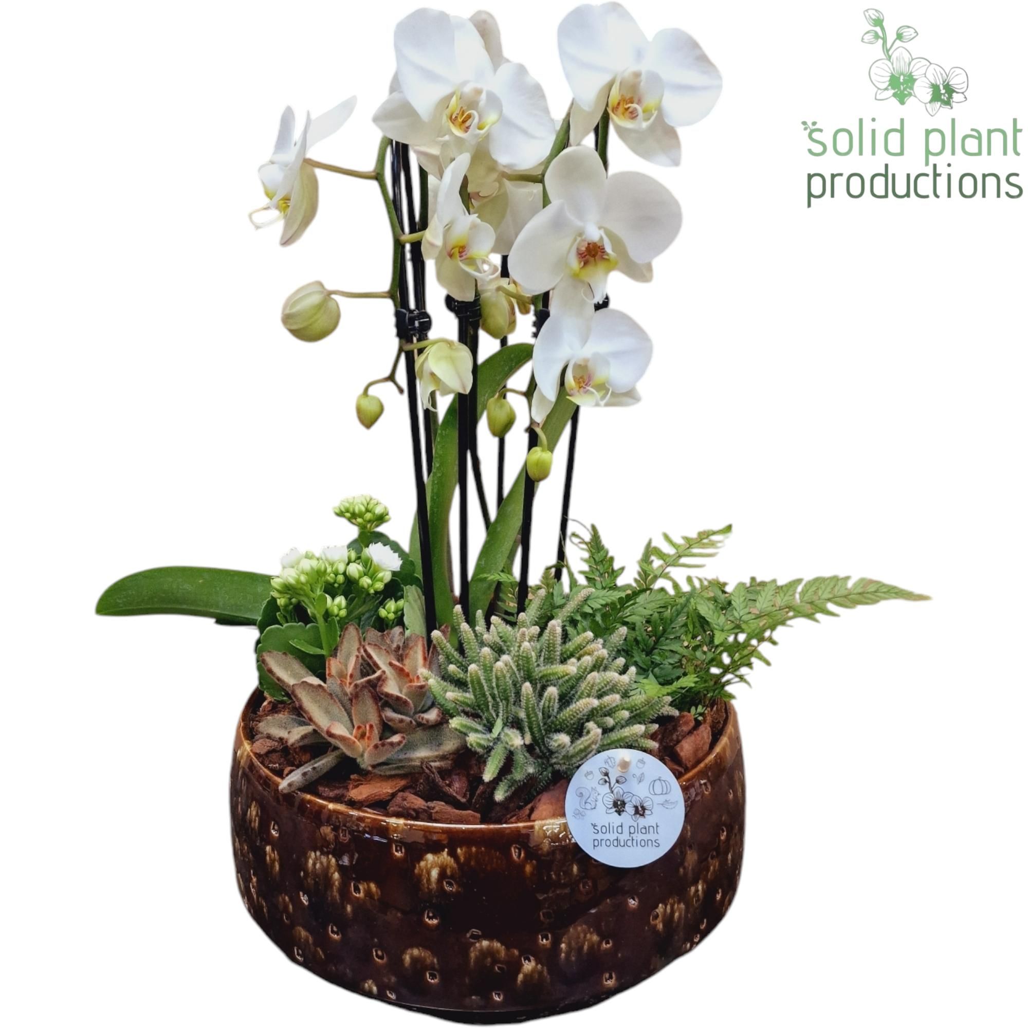 PH107 Sophia Brown Cascade, D 28