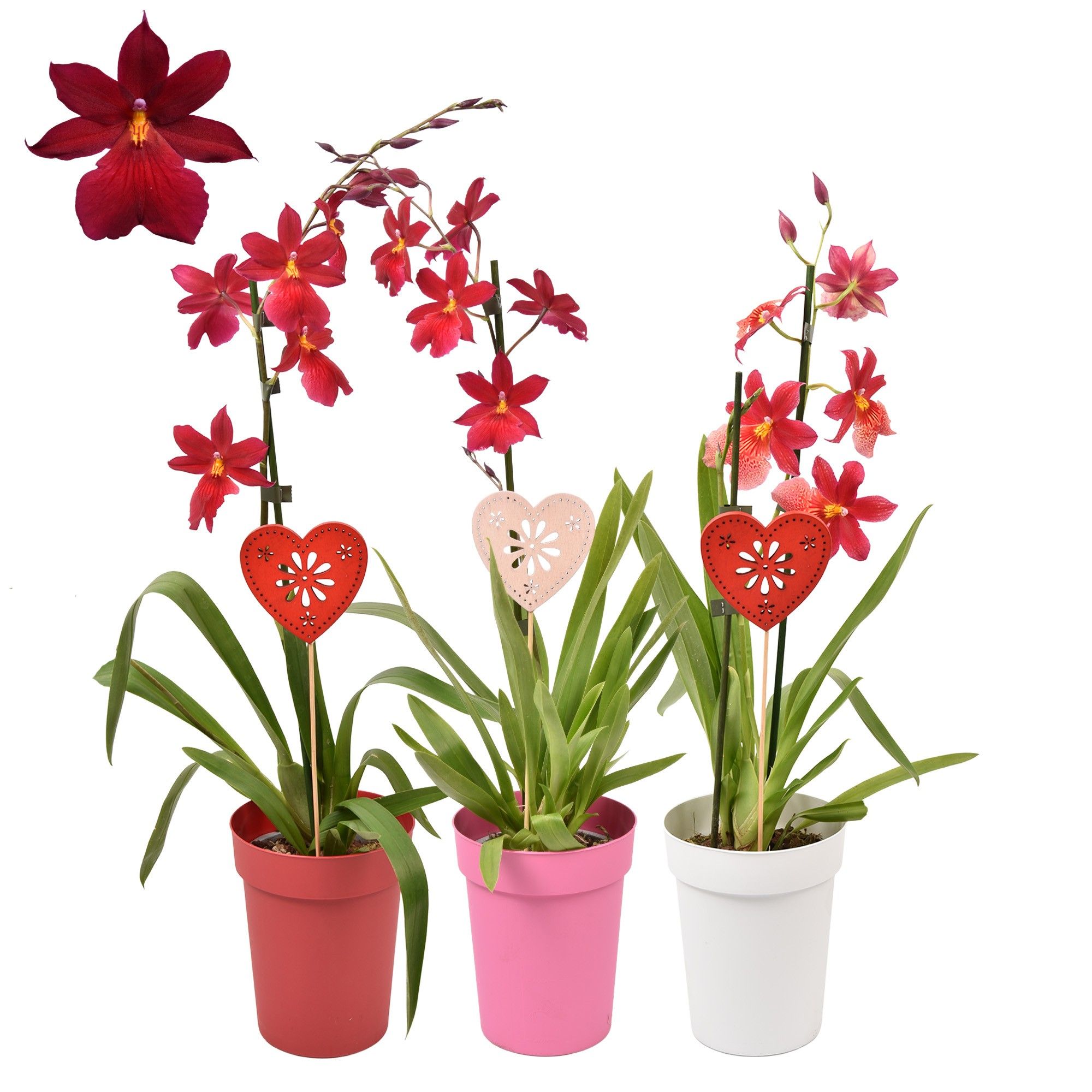 Moederdag Cambria 'Nelly Isler' Red Velvet 1 tak met wit, rood en roze pot, D 12