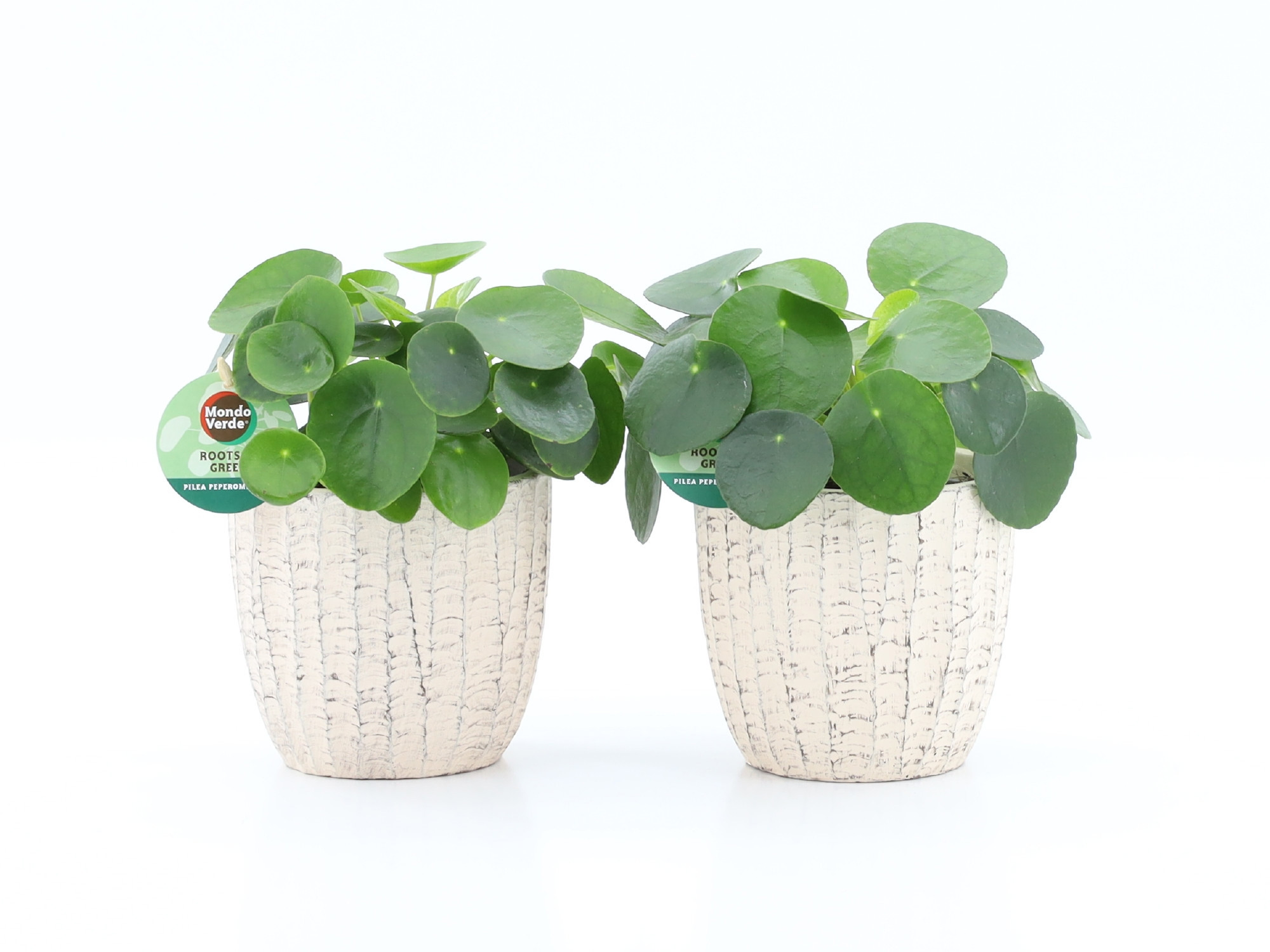 Pilea Peperomioides in Sculpture keramiek, D 13