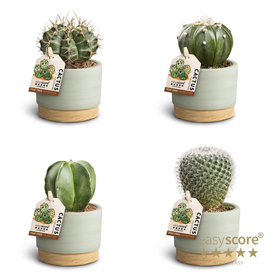 ASTROPHYTYM MYRIOSTIGMA 40604086 Woodbase Gr, D 7