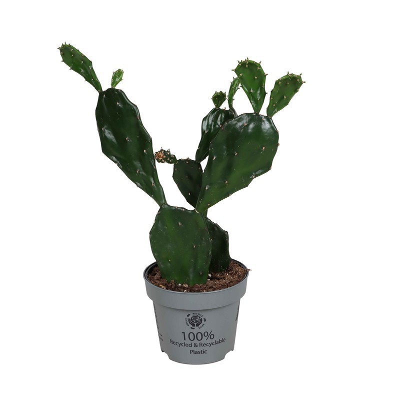 OPUNTIA VIOLACEA, D 12