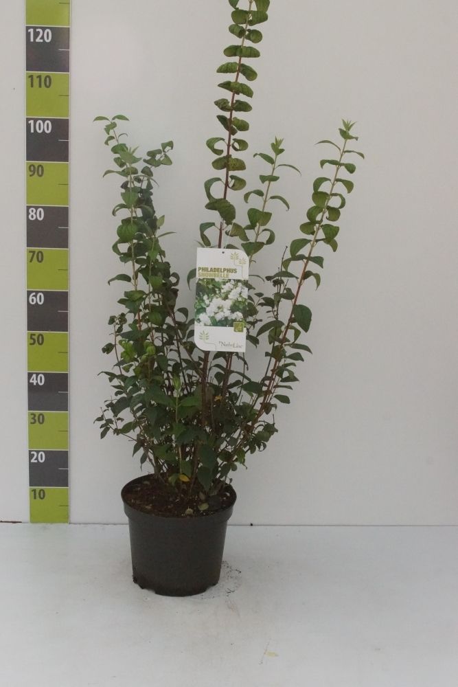 Philadelphus 'Snowbelle' C 7,5, D 27 cm