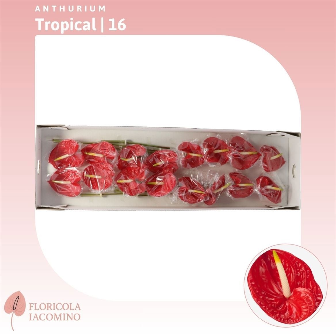 Антуриум Тропикал (красн.), шт.