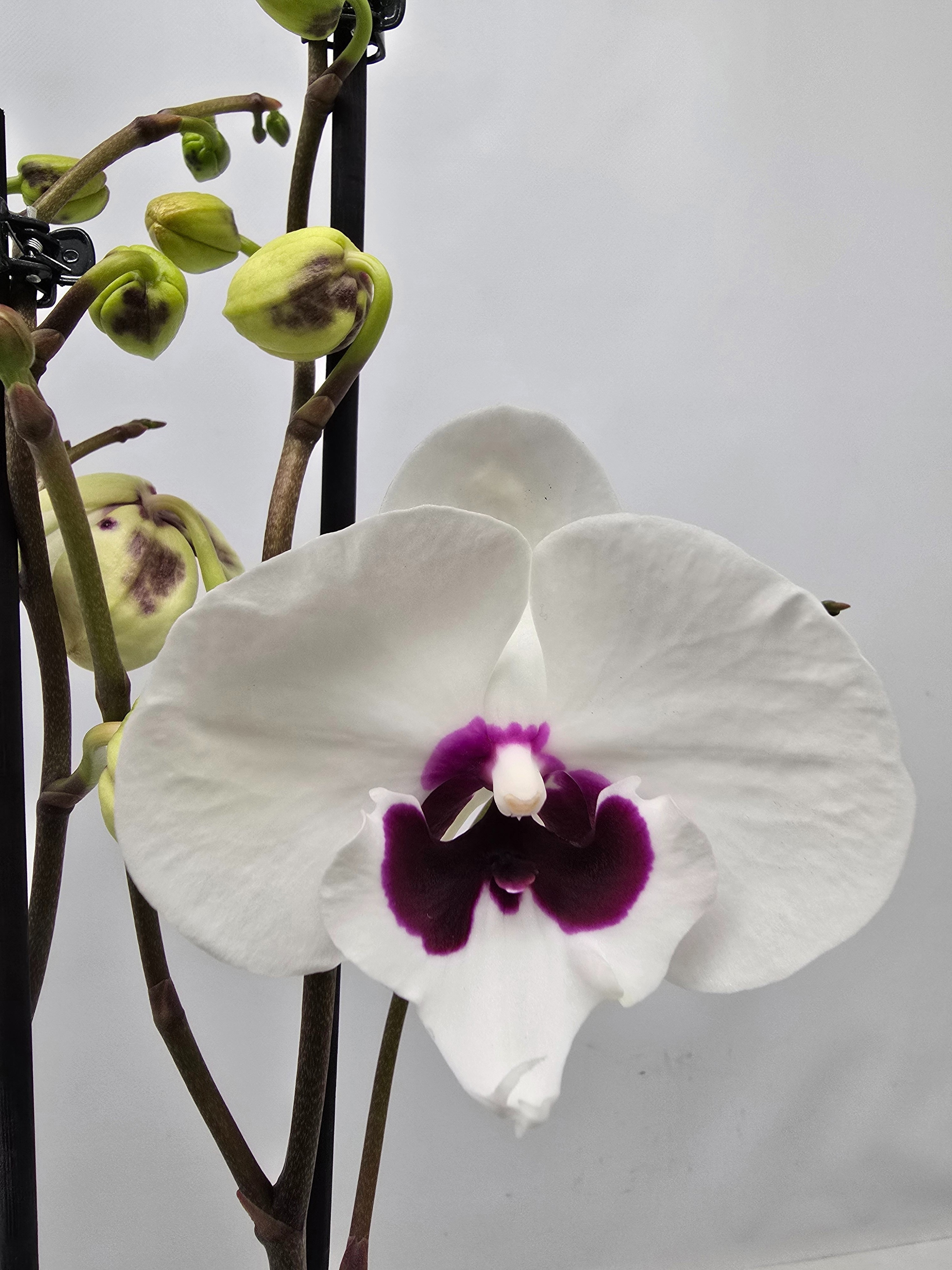 Limited 30 week 3, D 12