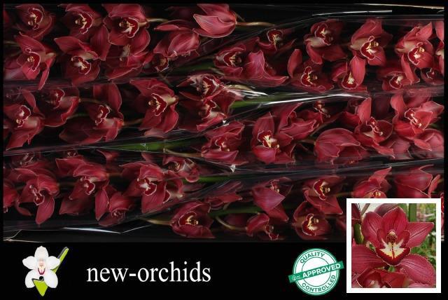 Цимбидиум Ивнин Стар x6 80, шт.