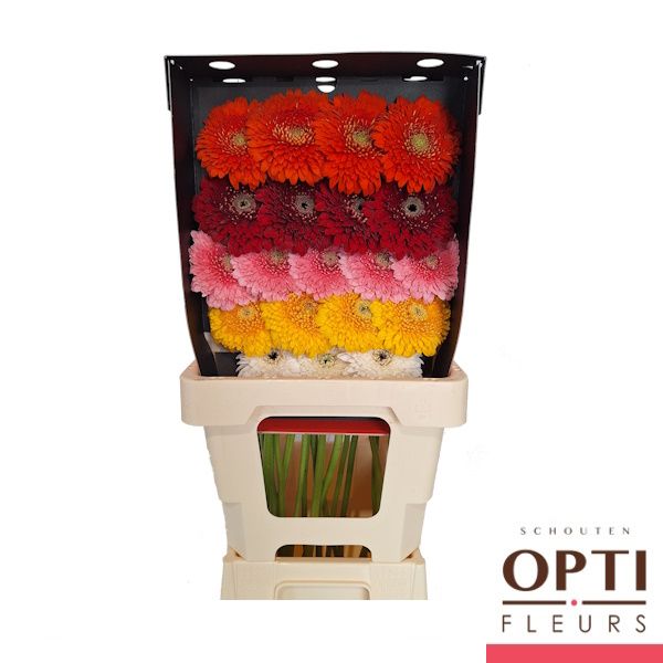 Гермини Помпон Геменгд, шт.