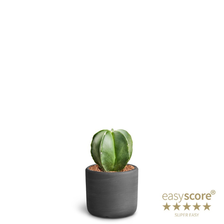 Raw Black, Cactus astrophytum, D 7