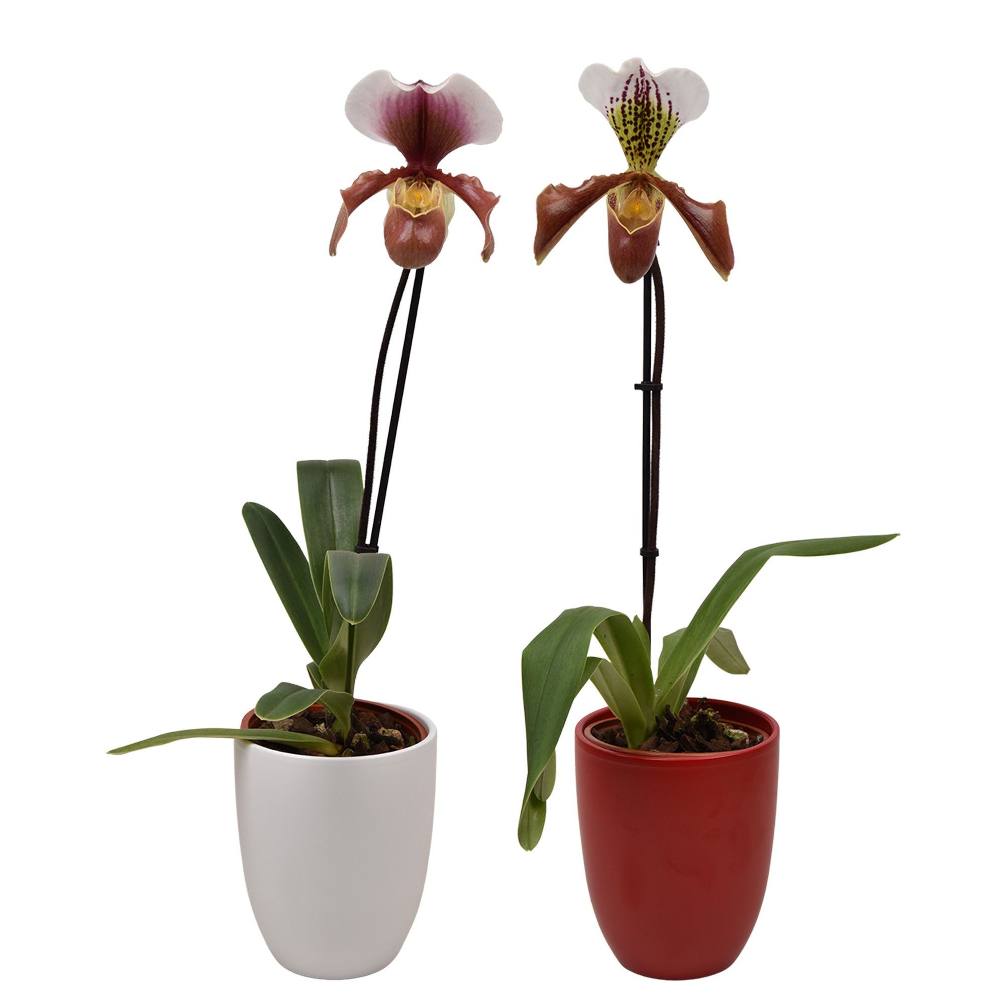 Paphiopedilum U.S.A. mix met rood & wit keramiek, D 14
