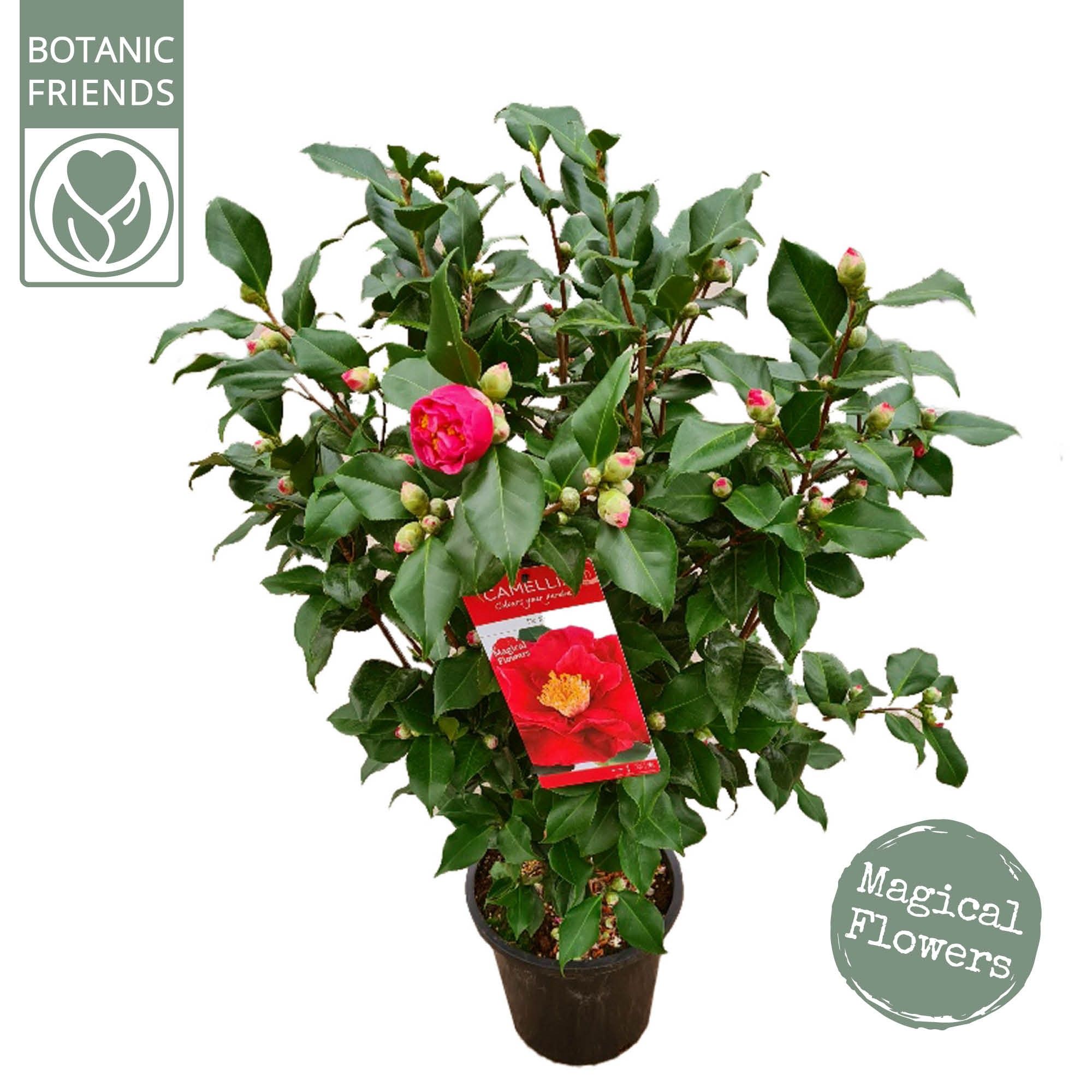 Camellia jap. 'Dr. King', D 29