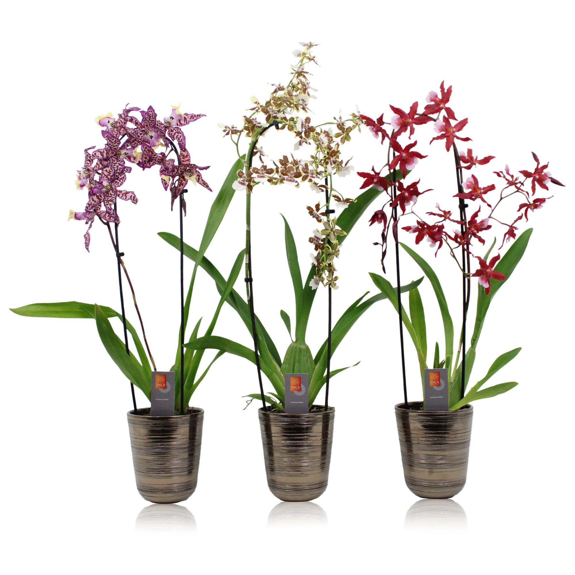 Inca Cambria cascade mix in kraspot bruin, D 12