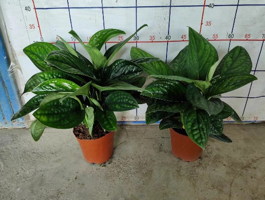 Таиланд Эпипремнум ауреум 14 35