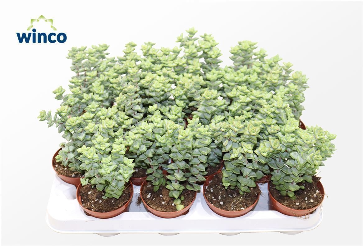 Crassula Perfoliata XL, D 8,5