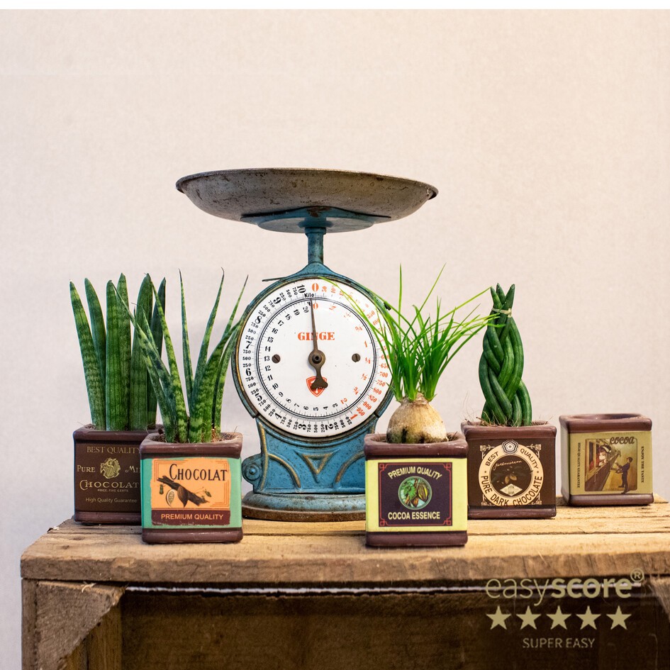 GREEN MIX 30603802 Chocolate, D 7 cm