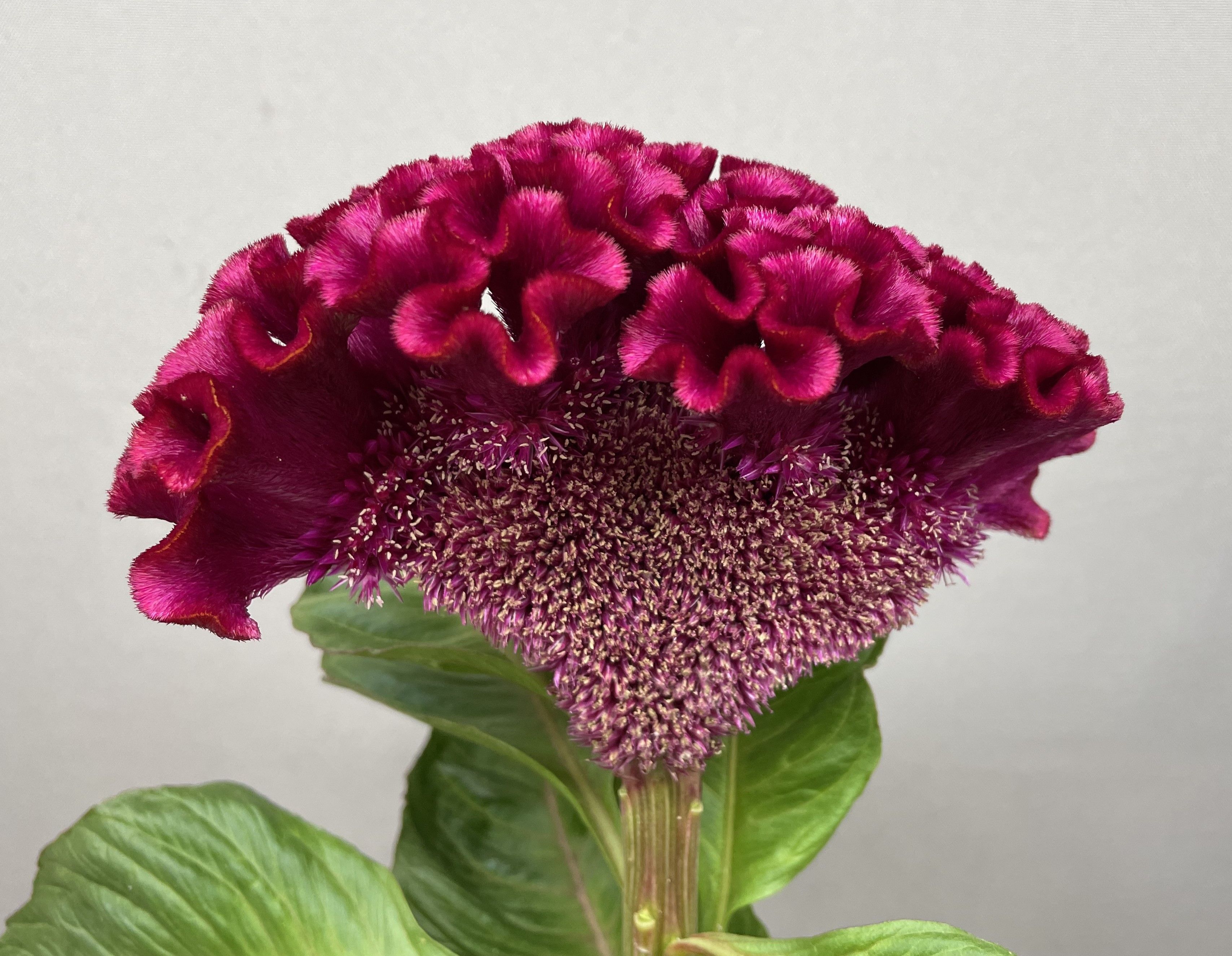 Целозия Кристата Индиан Саммер Бургунди 80, шт. Целозия Кристата Индиан Саммер Бургунди 80, шт.