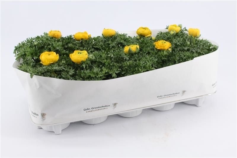 Ranunculus Sprinkles Yellow, D 10,5