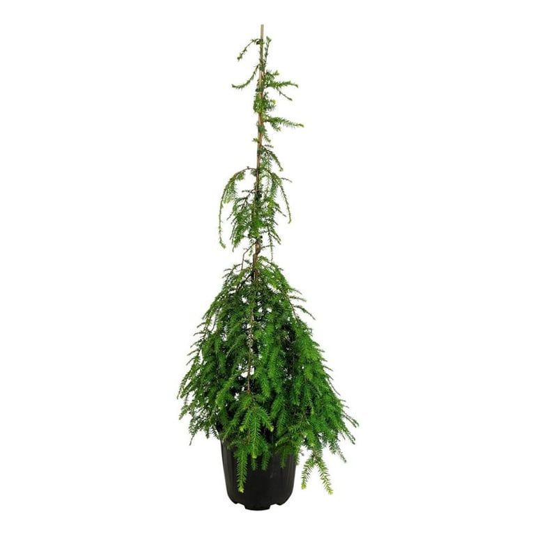 Tsuga can. 'Pendula', D 32