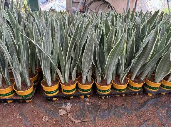 Сансевиерия 120 Премиум Сноу Паттерн 12 45