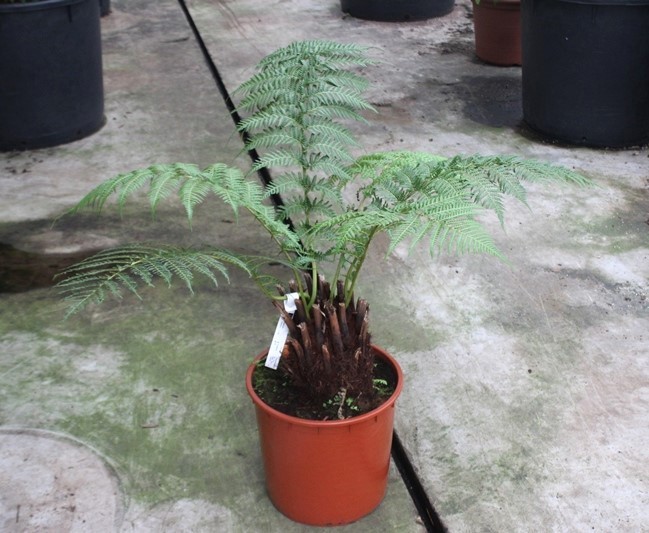 Dicksonia antarctica, D 34