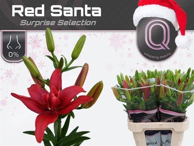 Лилия дв. Дабл Овериг 85, шт.