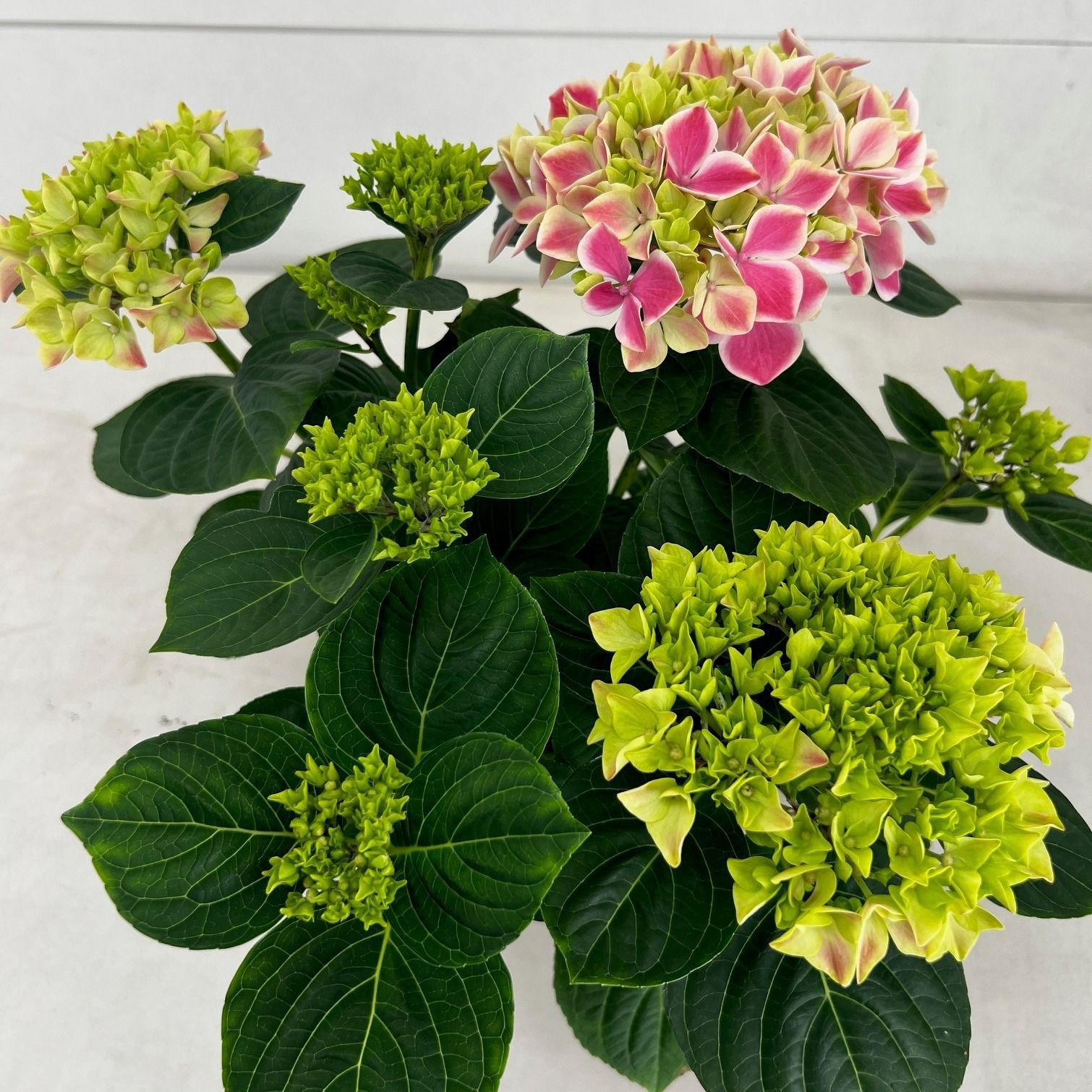 Hydrangea Diva roze/wit 5 kop rijp 2, D 14