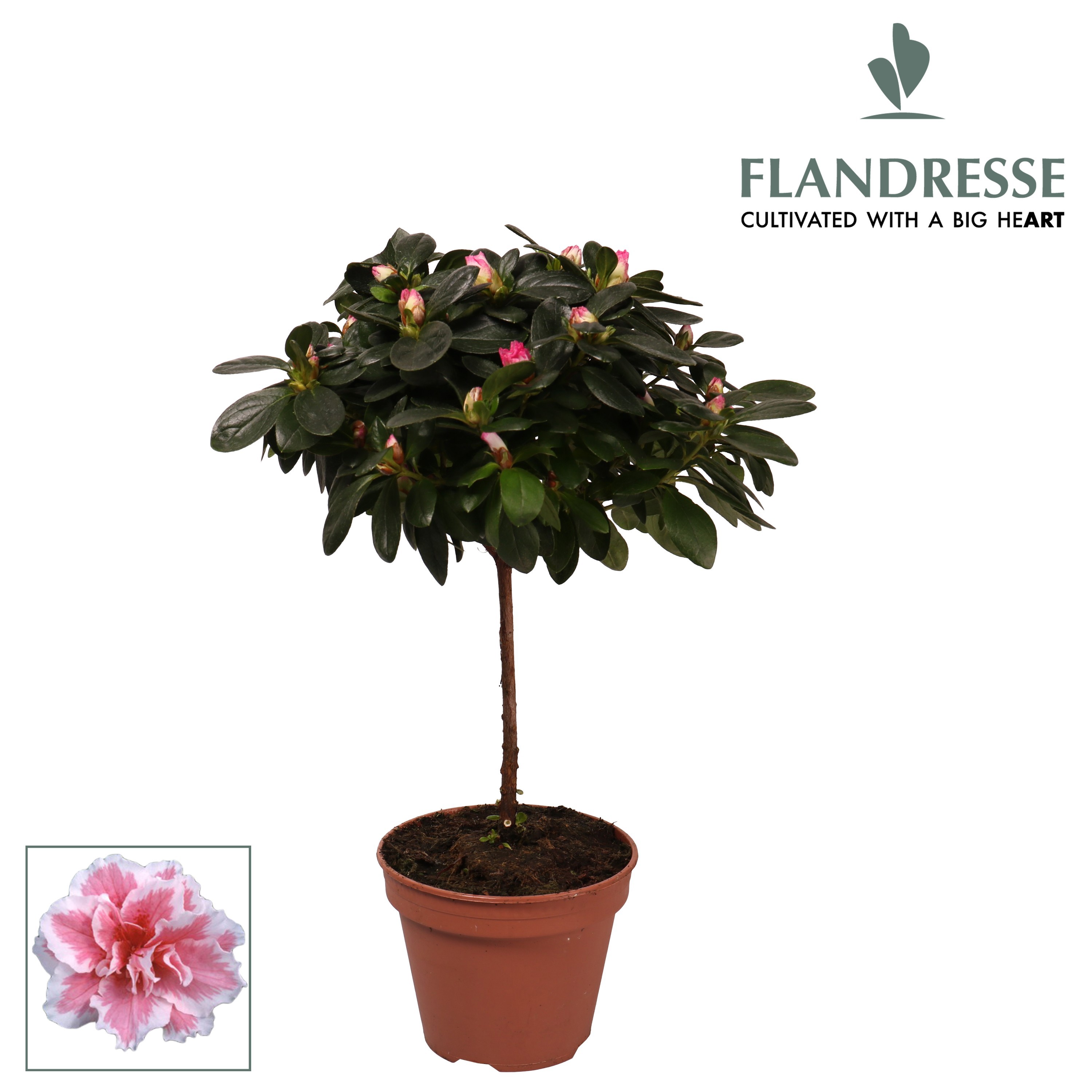 Azalea Flandresse® stam 'bont' 20 - 22 cm, D 13