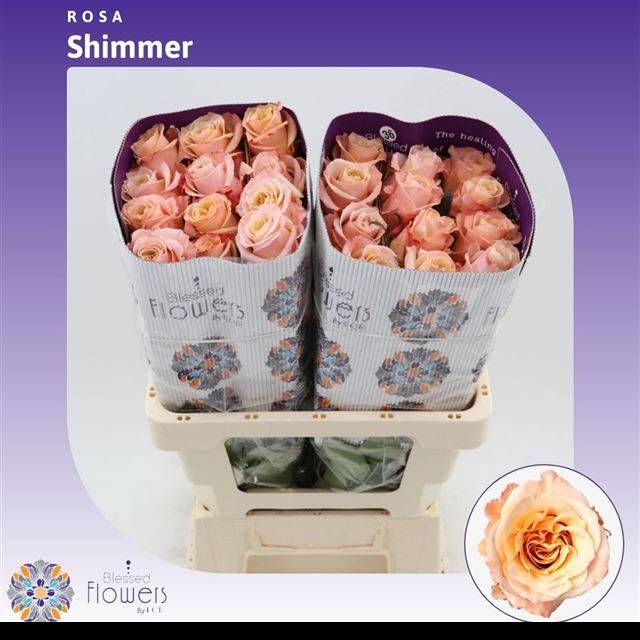 Роза од. Шиммер 60 (светло-роз.), шт.