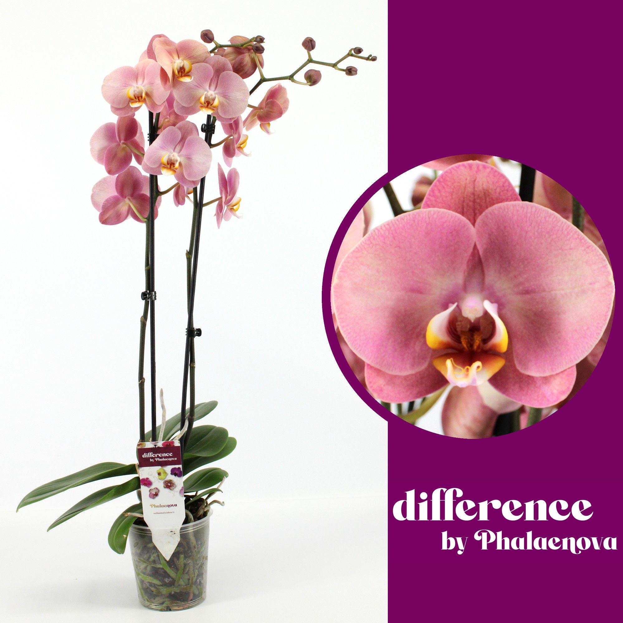 Astrid 2-tak 65cm (RIJP), D 12